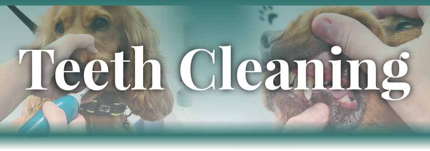 Dog Teeth Cleaning