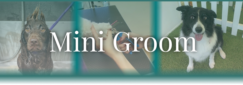 Mini Groom Banner