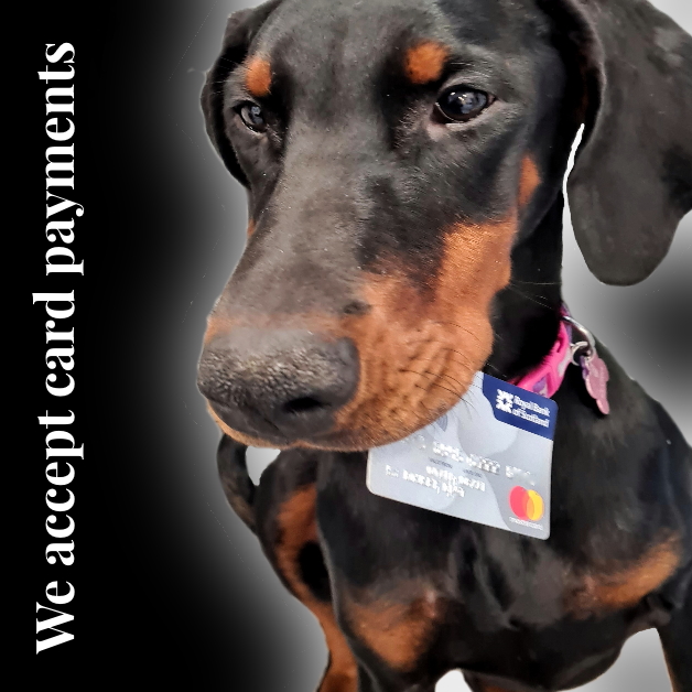 Doberman holding Credit Card