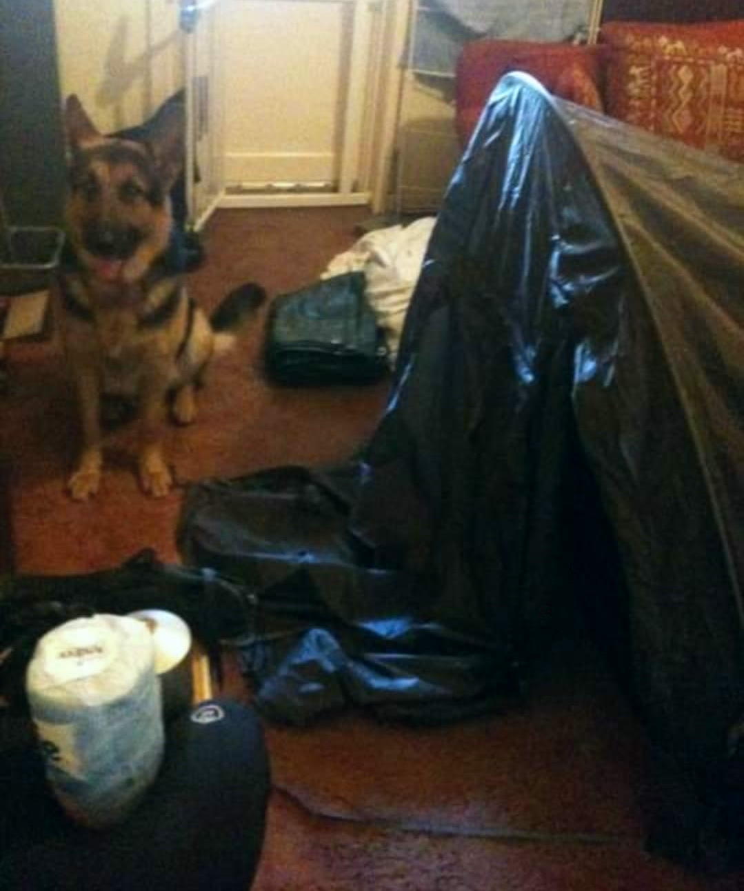 Dog With Tent