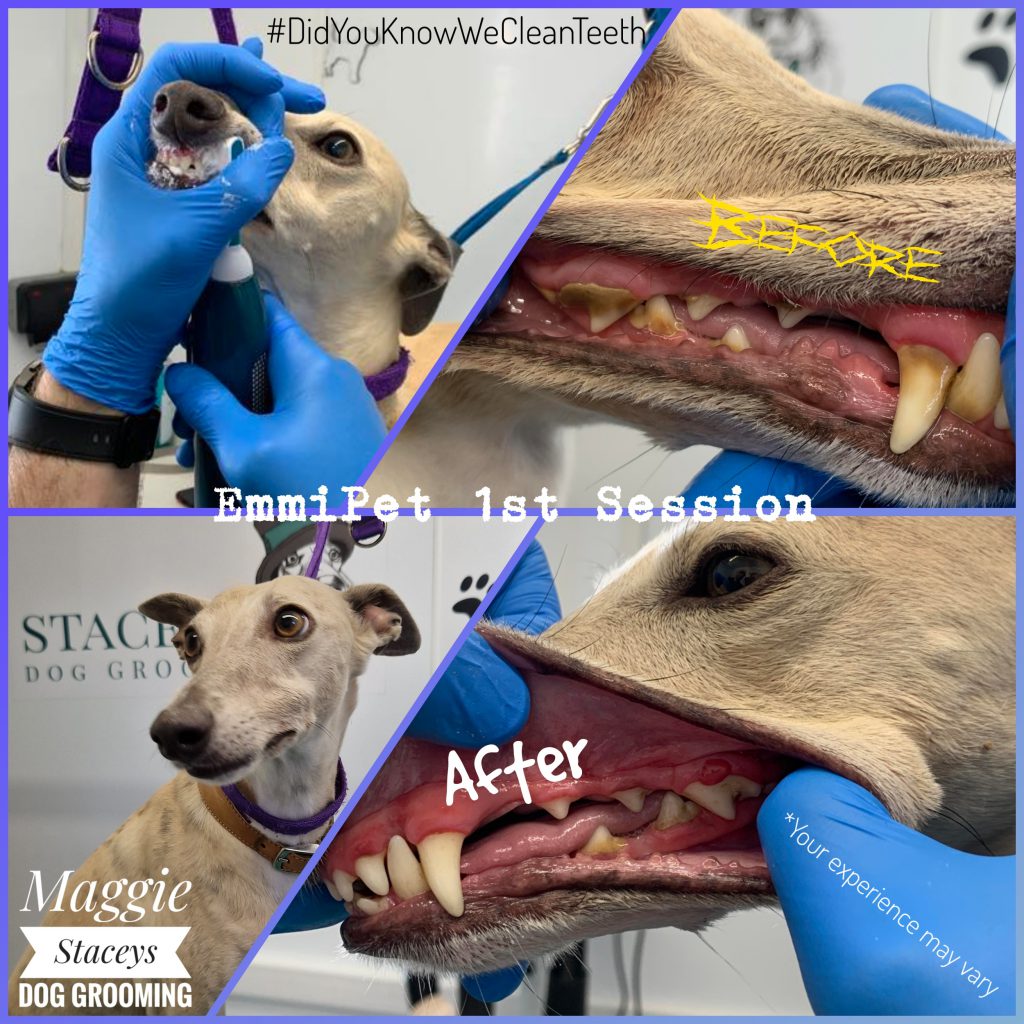 Dog Getting its teeth cleaned